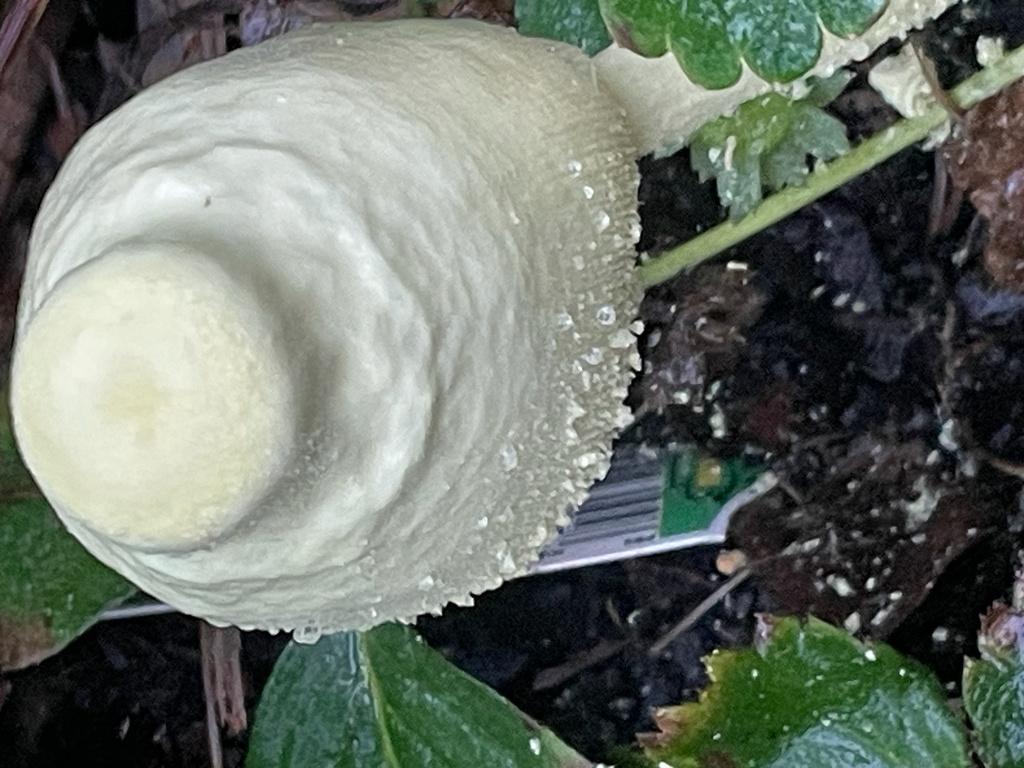 flowerpot parasol · September 2026 · photo: Photo: no rights reserved · iNaturalist