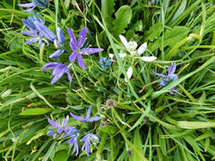 Camassia quamash quamash