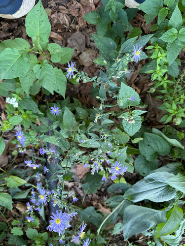 Symphyotrichum shortii