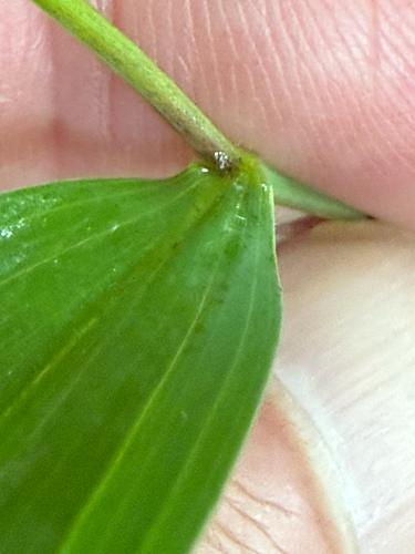 Uvularia sessilifolia, photograph 4
