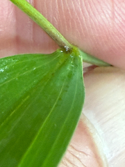 Uvularia sessilifolia, photograph (c) Patrice Dupont, some rights reserved (CC BY)