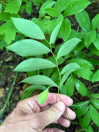 Uvularia sessilifolia, photograph 3