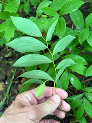 Uvularia sessilifolia, photograph (c) Patrice Dupont, some rights reserved (CC BY)