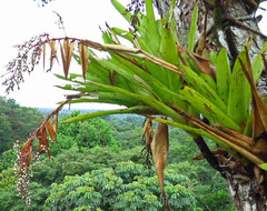 Aechmea nallyi