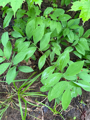 Uvularia sessilifolia, photograph (c) Patrice Dupont, some rights reserved (CC BY)