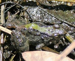 Phrynobatrachus acridoides