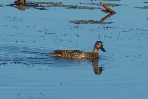 Blue-winged Teal
