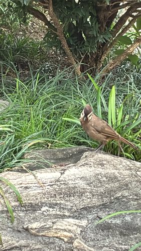 White-browed Laughingthrush