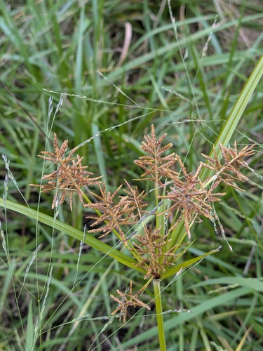 yellow nutsedge