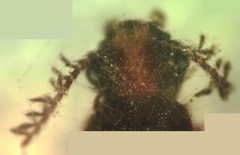 Phengodidae