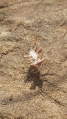 Phyllomorpha laciniata