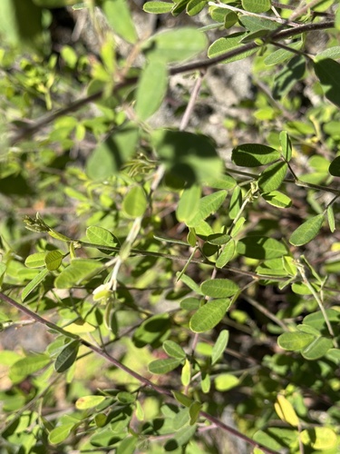 Lespedeza chinensis observed 2026-09-23