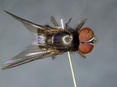 Fannia armata