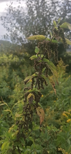 great stinging nettle