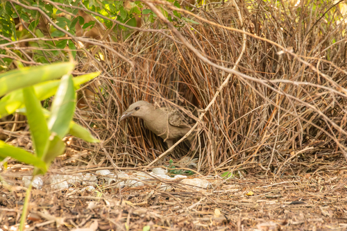 Great Bowerbird