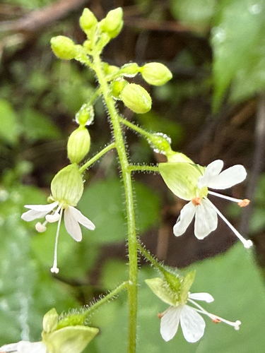Circaea canadensis, photograph 5
