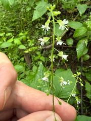 Circaea canadensis, photograph (c) Patrice Dupont, some rights reserved (CC BY)