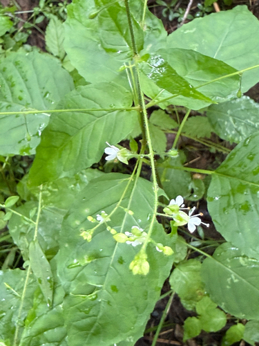 Circaea canadensis, photograph 4
