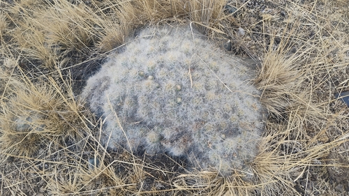 Austrocylindropuntia floccosa, photograph 1