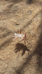 Phyllomorpha laciniata