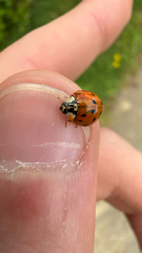 Asian Lady Beetle