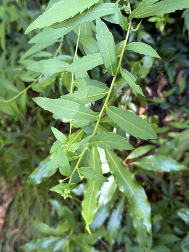 Aster taiwanensis observed 2026-09-23