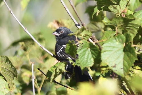 Eastern Towhee