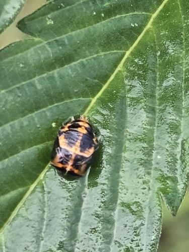 Asian Lady Beetle
