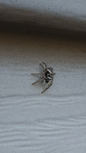 Zebra Jumping Spider