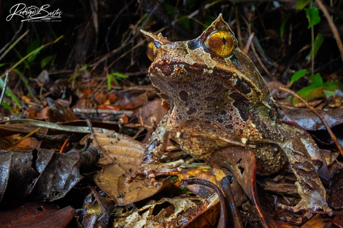Kobayashi's Horned Frog