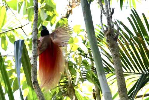 Paradisaea raggiana observed 2026-09-17