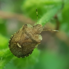 Dyroderes umbraculatus