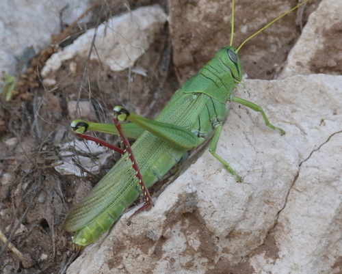 Green Bird Grasshopper