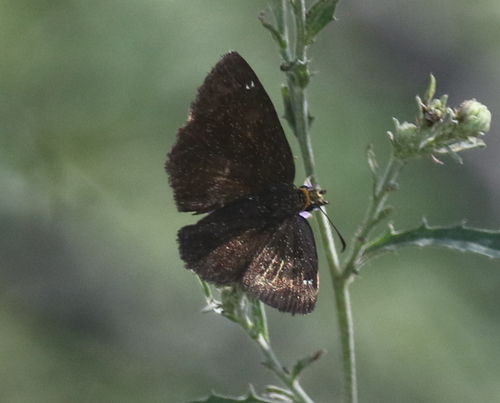 Golden-headed Scallopwing
