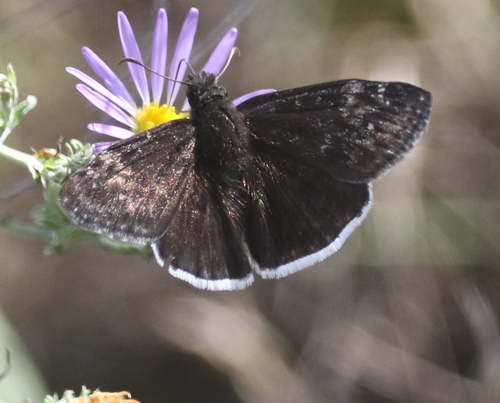 Funereal Duskywing