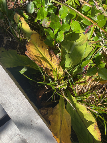 western skunk cabbage