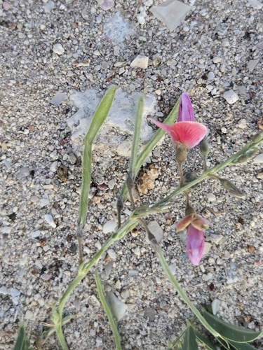 Tephrosia cinerea observed 2026-09-22