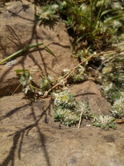 Phyllomorpha laciniata