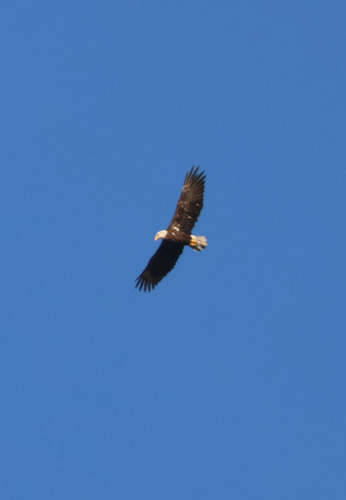 Bald Eagle