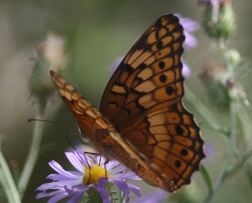 Variegated Fritillary