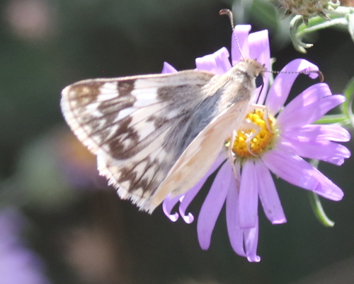 Northern White-Skipper
