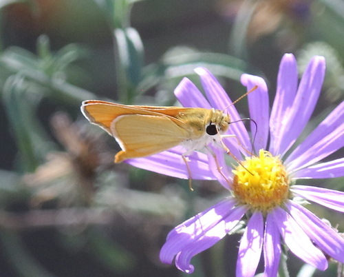 Orange Skipperling