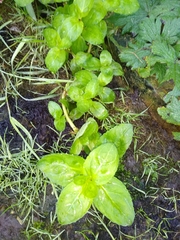 Lysimachia nummularia