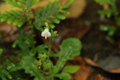 Mazus goodenifolius