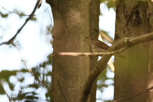 Gray-cheeked Thrush