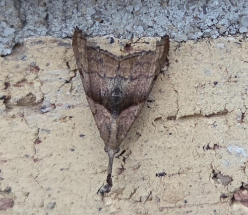 Dark-spotted Palthis Moth