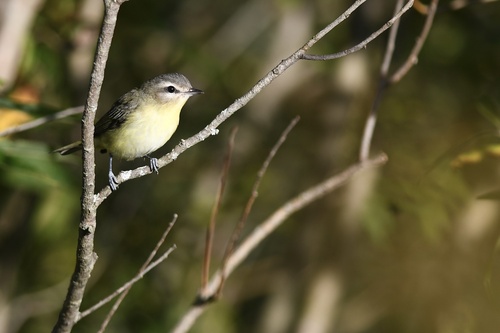 Philadelphia Vireo