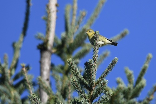 Tennessee Warbler