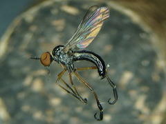 Empis nigritarsis