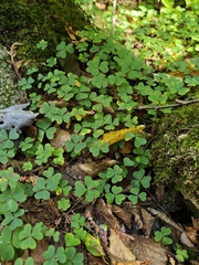 Oxalis montana, photograph (c) kursic, some rights reserved (CC BY)